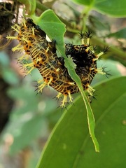Kaniska canace