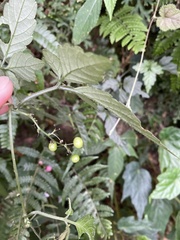 Gynostemma pentaphyllum