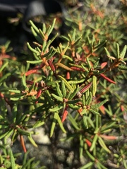 Rhododendron tomentosum
