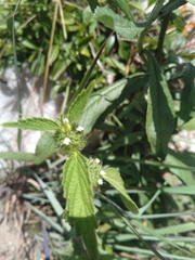 Leucas martinicensis