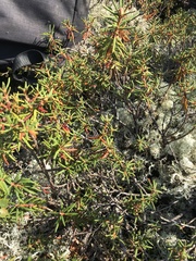Rhododendron tomentosum