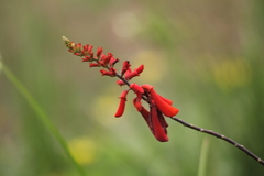 Erythrina humeana