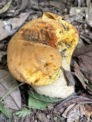 Calvatia