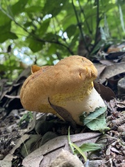 Calvatia