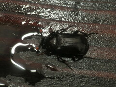 Nicrophorus humator