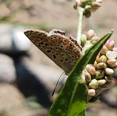 Polyommatus