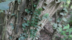 Psychotria serpens