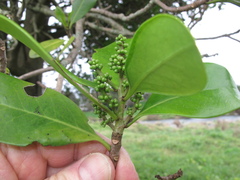 Corynocarpus laevigatus