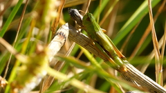 Pseudochorthippus montanus