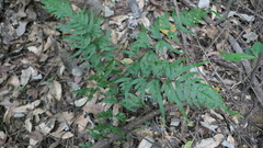 Pteris semipinnata