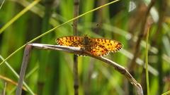 Boloria selene