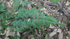 Pteris semipinnata