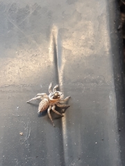 Maratus griseus