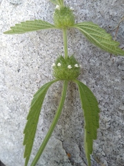 Leucas martinicensis