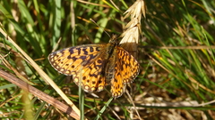 Boloria selene