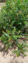 Azadirachta indica