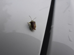 Elasmostethus interstinctus