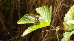 Sericomyia silentis