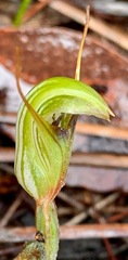 Pterostylis concinna
