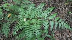 Diplazium taiwanense