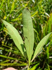 Notelaea longifolia