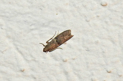 Acrobasis tumidana