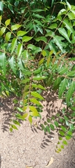 Azadirachta indica