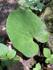 Asarum