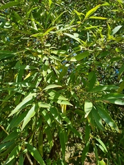 Notelaea longifolia