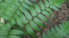 Diplazium taiwanense