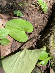 Asarum