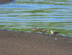 Calidris temminckii