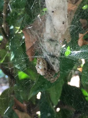 Cyrtophora citricola