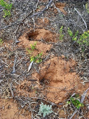 Tachyglossus aculeatus
