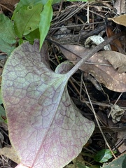 Asarum macranthum