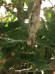 Cyrtophora citricola