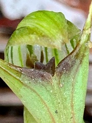 Pterostylis concinna