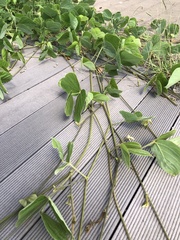 Pueraria montana