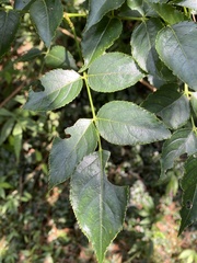 Staphylea japonica