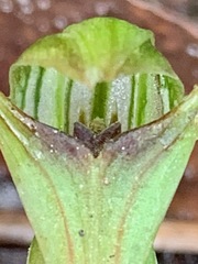 Pterostylis concinna