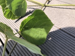 Pueraria montana