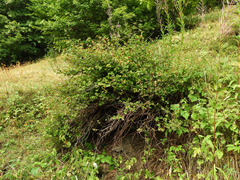Ribes alpinum