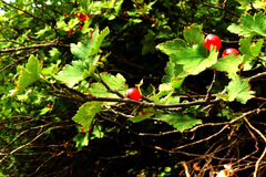 Ribes alpinum