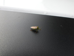 Elasmostethus interstinctus