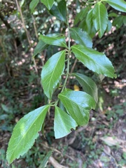 Euonymus spraguei