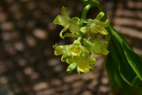 Geodorum siamense