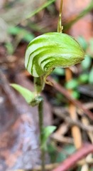 Pterostylis concinna