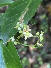 Euonymus spraguei