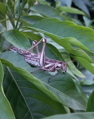 Cyrtacanthacris tatarica