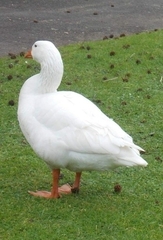Anser anser domesticus
